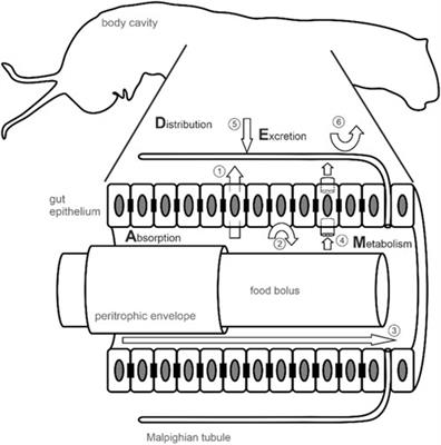 Metabolization and sequestration of plant specialized metabolites in insect herbivores: Current and emerging approaches